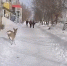 В Самарской области среди многоэтажек ловили неадекватную косулю - КТВ-ЛУЧ