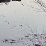 Новую сызранскую набережную облюбовал бобр - видео - КТВ-ЛУЧ