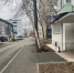 В Сызрани дерево уже несколько дней караулит жертву - КТВ-ЛУЧ