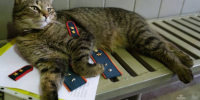 Коту Толику из МЧС вручили погоны прапорщика внутренней службы - КТВ-ЛУЧ