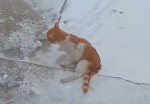 Раненый приполз домой: живодеры прострелили лапы маленькому рыжему котенку