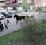 Сбесившиеся кони буквально снесли ребенка во дворе многоэтажки - видео - КТВ-ЛУЧ