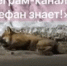 Отогревшаяся в подъезде лиса порвала дверь и напала на людей - КТВ-ЛУЧ
