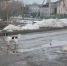 Сельчане в шоке! Поток брошенных собак из Сызрани не прекращается - КТВ-ЛУЧ