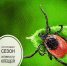 Роспотребнадзор Самарской области информирует об активности клещей в Самарской области - Администрация городского округа Сызрань