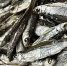 Чудеса на Волге!: Уклейка стала дороже морепродуктов и красной рыбы - КТВ-ЛУЧ